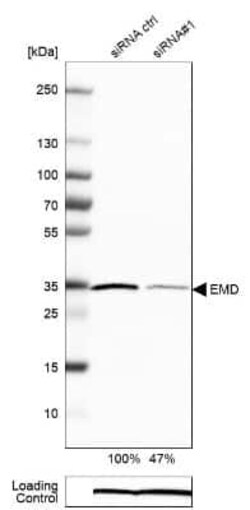 Emerin Antibody (CL0201), Novus Biologicals 0.1 mL, Unconjugated:Antibodies,