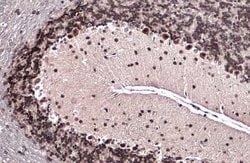Emx1 Antibody, Novus Biologicals 100 &mu;g; Unconjugated:Antibodies, Polyclonal