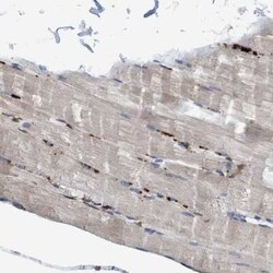 Endo G Antibody, Novus Biologicals 25 &mu;L; Unconjugated:Antibodies, Polyclonal