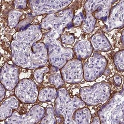 Endoglin/CD105 Antibody, Novus Biologicals 0.1 mL, Unconjugated:Antibodies,