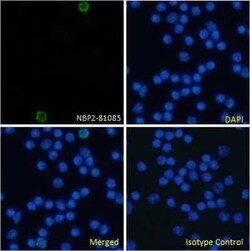 Endoglin/CD105, Rabbit anti-Mouse, Clone: MJ7/18, Novus Biologicals 0.025