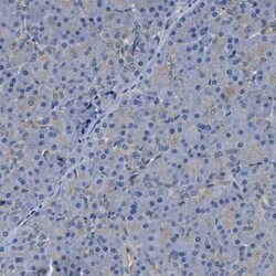 Endophilin B1/Bif-1 Antibody, Novus Biologicals 0.1 mL | Buy Online | Novus Biologicals | Fisher Scientific