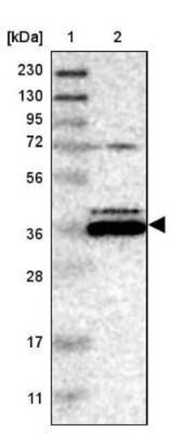 Endophilin B1/Bif-1 Antibody, Novus Biologicals 0.1 mL | Buy Online | Novus Biologicals | Fisher Scientific
