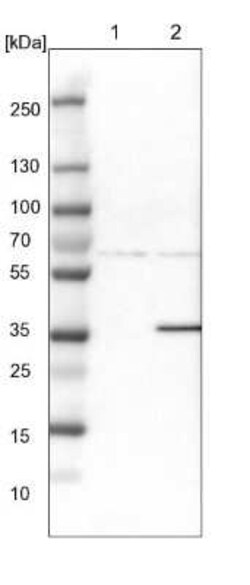 Endophilin B1/Bif-1 Antibody, Novus Biologicals 0.1 mL | Buy Online | Novus Biologicals | Fisher Scientific