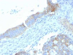 Endorepellin/Perlecan/Heparan Sulfate Proteoglycan Antibody (SPM255), Novus