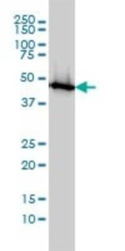 Enolase 1 Antibody (8G8), Novus Biologicals 0.1 mg | Buy Online | Novus Biologicals | Fisher Scientific