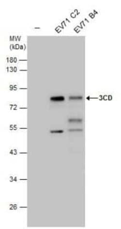 Enterovirus 71 3CD Antibody, Novus Biologicals 100 &mu;g | Buy Online | Novus Biologicals | Fisher Scientific
