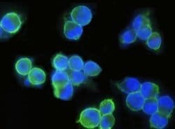 EpCAM/TROP1 Rabbit anti-Human, Clone: 28, Novus Biologicals:Antibodies:Primary