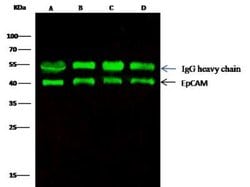 EpCAM/TROP1 Rabbit anti-Human, Clone: 28, Novus Biologicals:Antibodies:Primary
