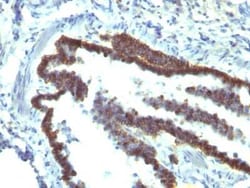 EpCAM/TROP1 Antibody (EGP40/1110) - (ECD) - Azide and BSA Free, Novus Biologicals:Antibodies:Primary