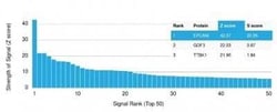 EpCAM/TROP1 Antibody (EGP40/1110) - (ECD) - Azide and BSA Free, Novus Biologicals:Antibodies:Primary