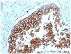 EpCAM/TROP1 Antibody (EGP40/1798) - (ECD), Novus Biologicals:Antibodies:Primary