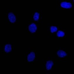 EpCAM/TROP1 Antibody (EGP40/837) - (ECD), Novus Biologicals 0.02mg; Unlabeled:Antibodies,