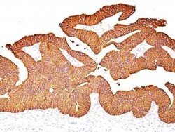 EpCAM/TROP1 Antibody (EGP40/837) - (ECD), Novus Biologicals 0.02mg; Unlabeled:Antibodies,
