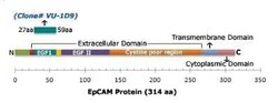 EpCAM/TROP1 Antibody (VU-1D9), Novus Biologicals:Antibodies:Primary Antibodies