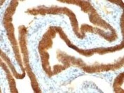 EpCAM/TROP1 Antibody (VU-1D9), Novus Biologicals:Antibodies:Primary Antibodies