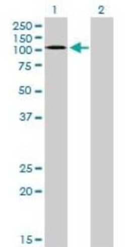 EphA3 Antibody (3A12), Novus Biologicals 0.1 mg | Buy Online | Novus Biologicals | Fisher Scientific