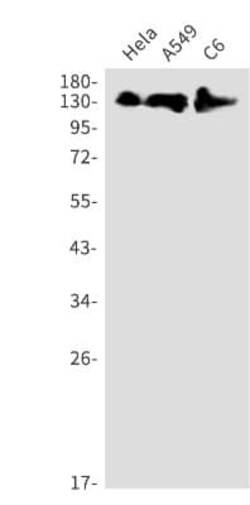 EphB4 Antibody (S04-3B0), Novus Biologicals 50 &mu;g; Unconjugated:Antibodies,