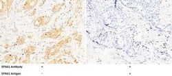 Ephrin-A1 Antibody, Novus Biologicals 50 &mu;g | Buy Online | Novus Biologicals | Fisher Scientific