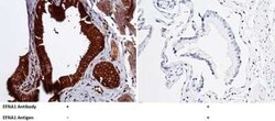 Ephrin-A1 Antibody, Novus Biologicals 50 &mu;g | Buy Online | Novus Biologicals | Fisher Scientific
