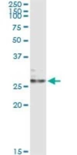 Ephrin-A3 Antibody (1C12), Novus Biologicals 0.1 mg | Buy Online | Novus Biologicals | Fisher Scientific