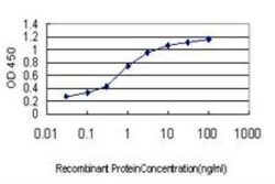 Ephrin-A5 Antibody (1F12), Novus Biologicals 0.1 mg, Unconjugated:Antibodies,