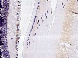 Ephrin-B2 Antibody, Novus Biologicals 100 &mu;g, Unconjugated:Antibodies,