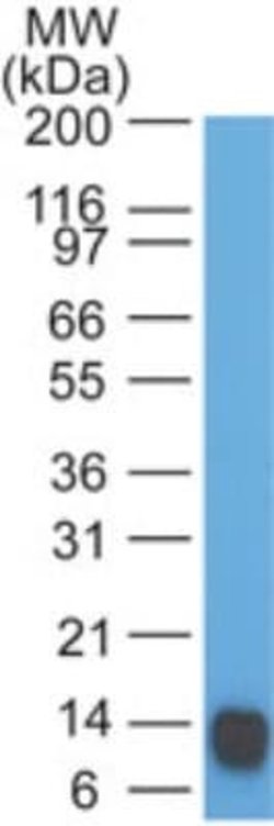 Eps8 Antibody (18F5B11) - Azide and BSA Free, Novus Biologicals 0.1 mg;
