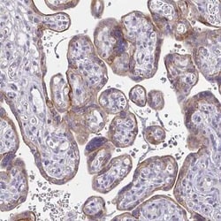 Epsin 3 Antibody, Novus Biologicals 25 &mu;L, Unconjugated:Antibodies,