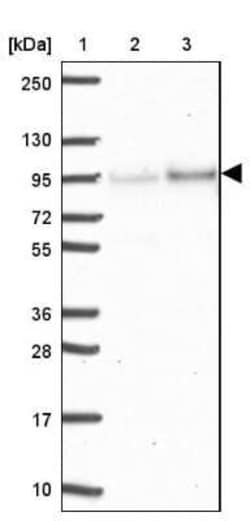 Epsin 3 Antibody, Novus Biologicals 25 &mu;L, Unconjugated:Antibodies,