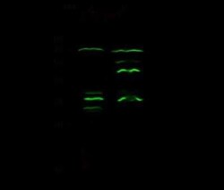 Epsin 3 Antibody, Novus Biologicals 50 &mu;g, Unconjugated:Antibodies,