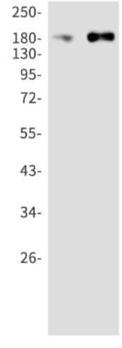 ErbB3/Her3 Antibody (S05-3F7), Novus Biologicals:Anticorps:Anticorps primaires