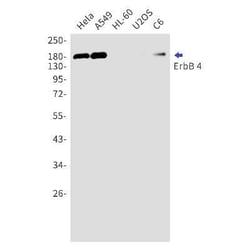 ErbB4/Her4 Rabbit anti-Human, Mouse, Clone: S07-2H1, Novus Biologicals