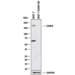 Human ErbB4/Her4 Antibody, R D Systems:Antibodies:Primary Antibodies