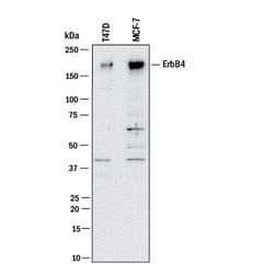 Human ErbB4/Her4 Antibody, R D Systems:Antibodies:Primary Antibodies