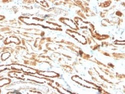 Erythropoietin/EPO Rabbit anti-Human, Clone: EPO/3793R, Novus Biologicals:Antibodies:Primary
