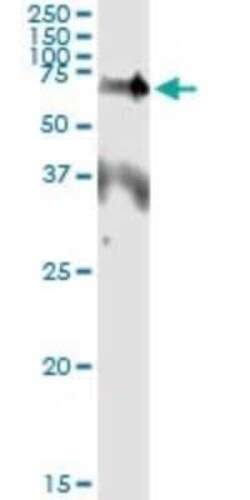 Erythropoietin R Antibody (3D10), Novus Biologicals 0.1 mg | Buy Online | Novus Biologicals | Fisher Scientific