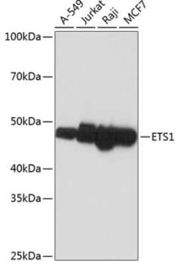 Ets-1 Rabbit anti-Human, Rat, Clone: 5P4K1, Novus Biologicals 100 &mu;g;
