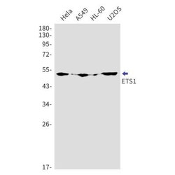 Ets-1 Rabbit anti-Human, Mouse, Clone: S04-8C7, Novus Biologicals 25 &mu;g | Buy Online | Novus Biologicals | Fisher Scientific