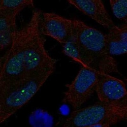 Exonuclease 1 Antibody, Novus Biologicals:Antibodies:Primary Antibodies