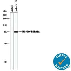 Exosome Detection (Simple Western) Antibody Pack, Novus Biologicals™