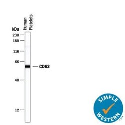 Exosome Detection (Simple Western) Antibody Pack, Novus Biologicals 6 Vials;