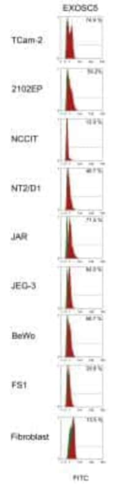 Exosome component 5 Antibody (V80P1C10 C) - BSA Free, Novus Biologicals:Antibodies:Primary
