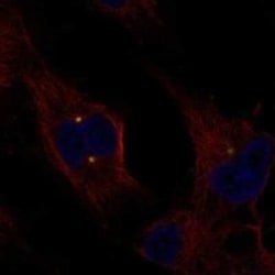 Exostosin-like 1/EXTL1 Rabbit anti-Human, Polyclonal, Novus Biologicals:Antibodies:Primary