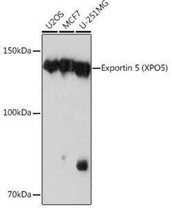 Exportin-5 Rabbit anti-Human, Mouse, Rat, Clone: 3Q8E6, Novus Biologicals:Antibodies:Primary