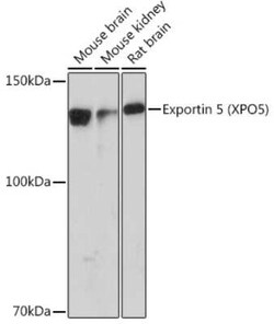 Exportin-5 Rabbit anti-Human, Mouse, Rat, Clone: 3Q8E6, Novus Biologicals:Antibodies:Primary