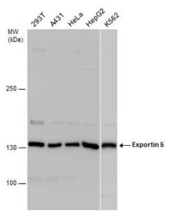 Exportin-5 Antibody, Novus Biologicals 100 &mu;g; Unconjugated:Antibodies,