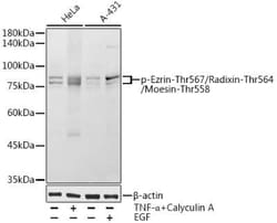 Ezrin/Radixin/Moesin, p Thr567, p Thr564, p Thr558 Antibody - Azide and BSA Free, Novus Biologicals 100 &mu;g | Buy Online | Novus Biologicals | Fisher Scientific