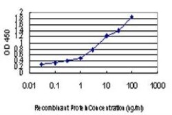 FAAH Antibody (4H8), Novus Biologicals 0.1 mg | Buy Online | Novus Biologicals | Fisher Scientific