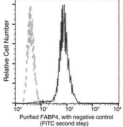 FABP4/A-FABP Rabbit anti-Human, Clone: 1, Novus Biologicals 100 &mu;g;